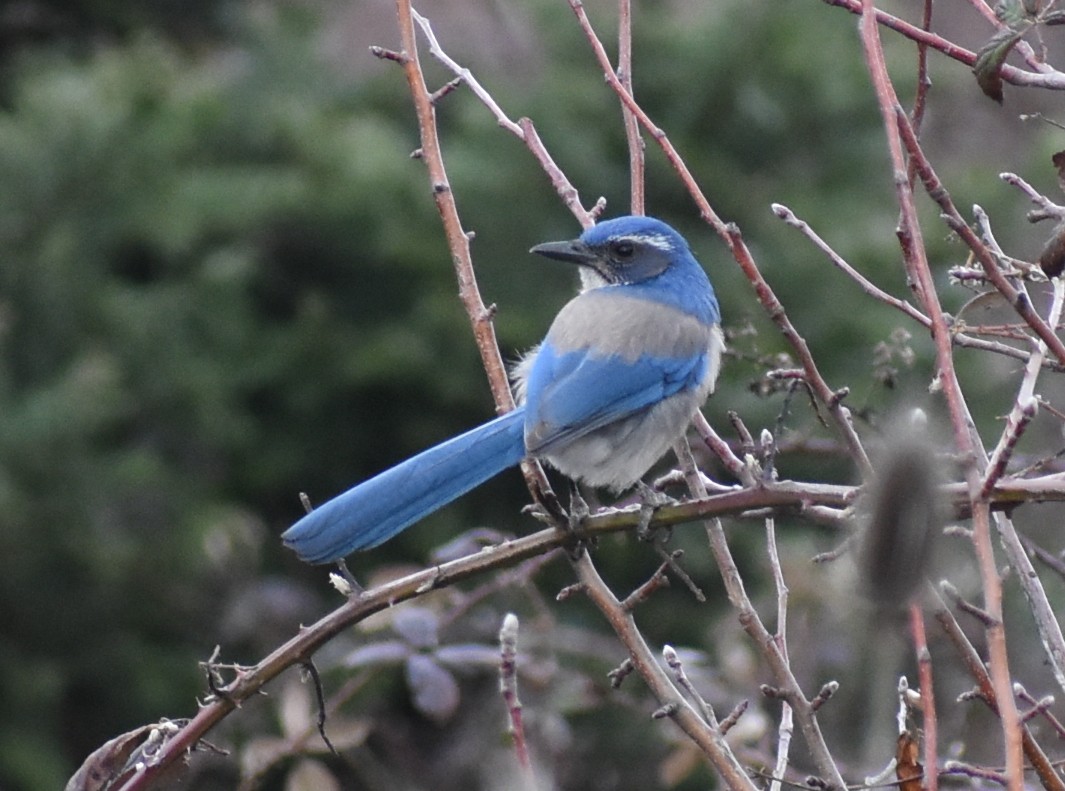 California Scrub-Jay - M. Rogers