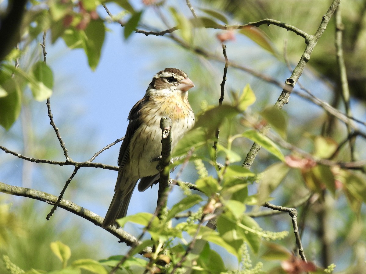 Rose-breasted Grosbeak - Gloria and Andy Schwabe