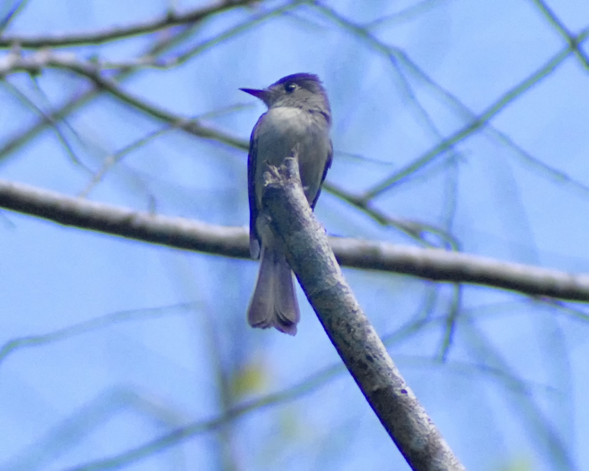 Cuban Pewee - Pedro Perez Portales