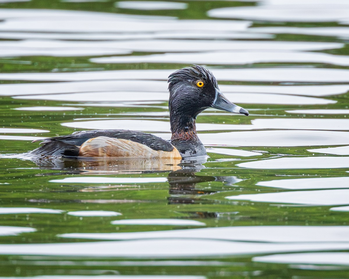 Ring-necked Duck - Todd Fibus