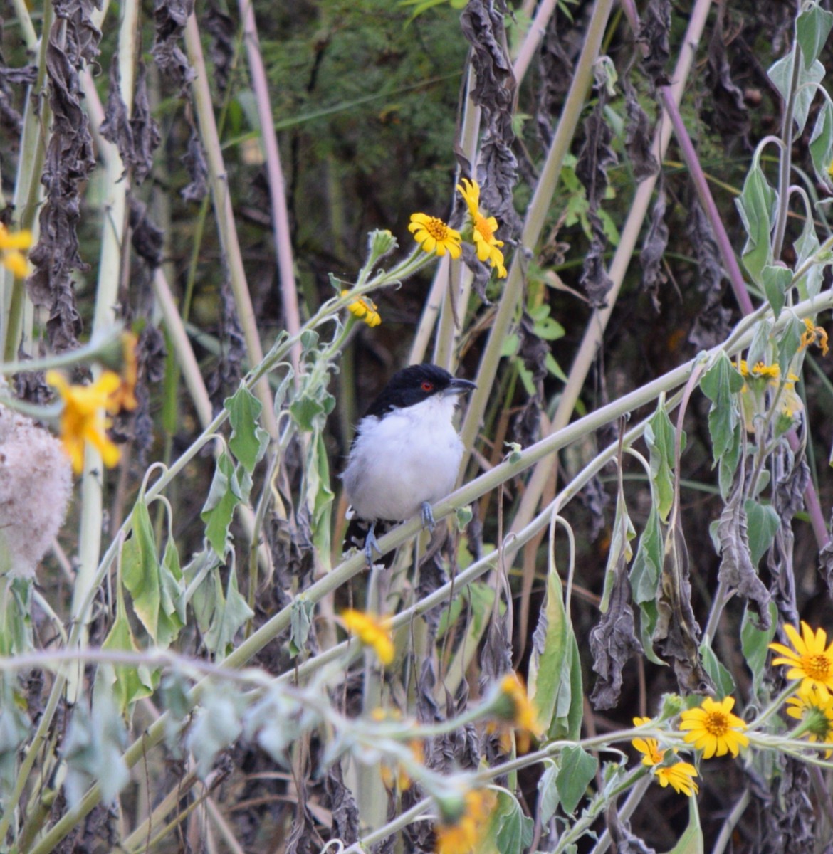 Great Antshrike - ML618992336