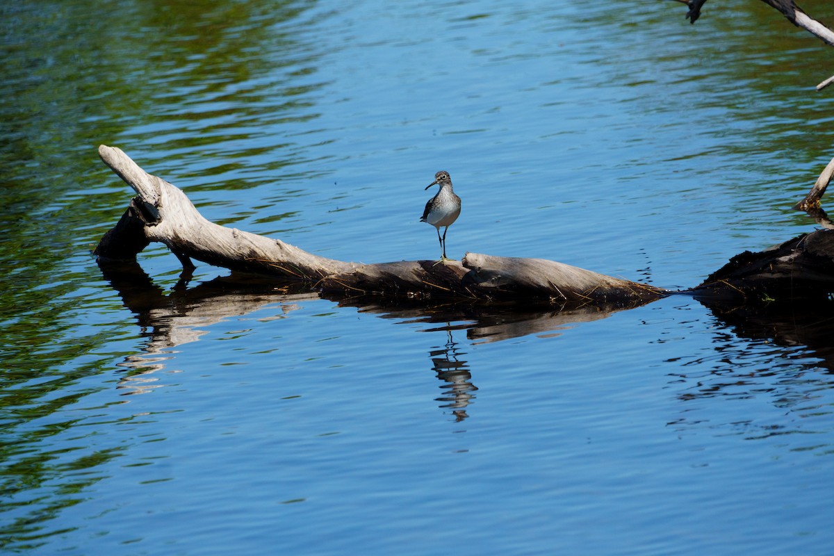 Solitary Sandpiper - ML618992383