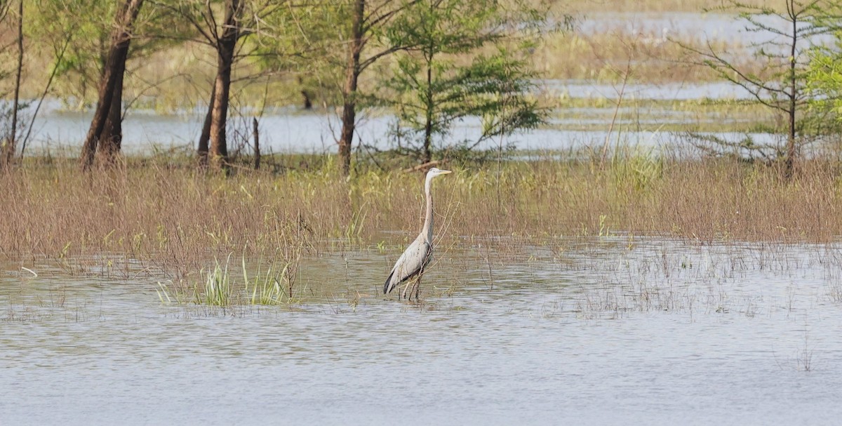 Great Blue Heron - Margareta Wieser