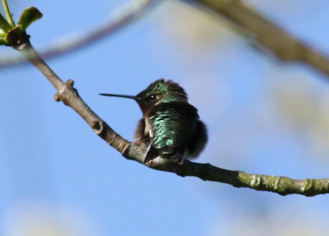 Ruby-throated Hummingbird - ML618992424