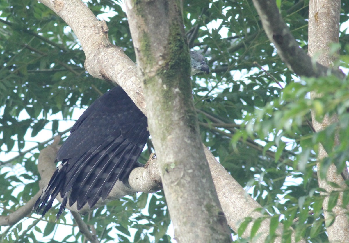 Gray-headed Kite - ML618992430