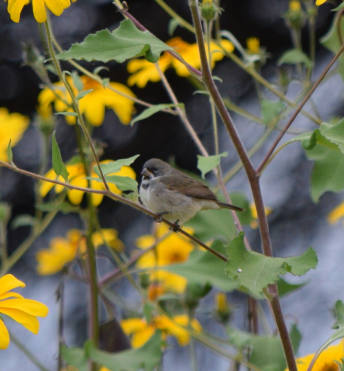 Double-collared Seedeater - ML618992431