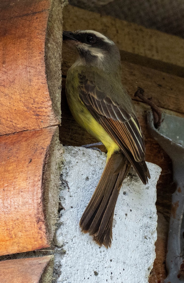 Golden-bellied Flycatcher - Richard Thunen