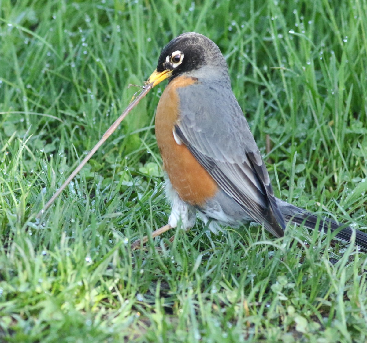 American Robin - ML618992441