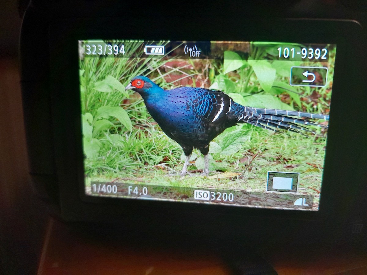 Mikado Pheasant - Erik FORSYTH