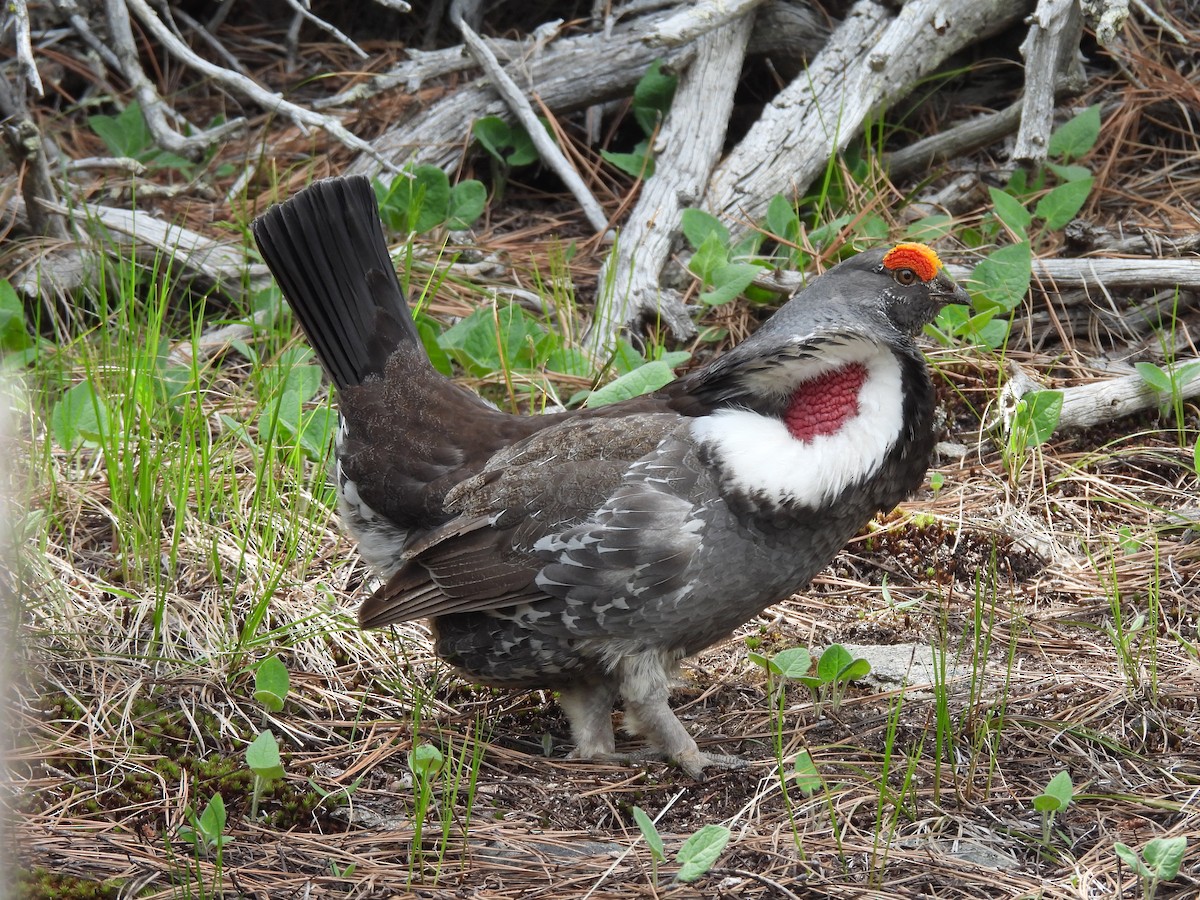 Dusky Grouse - Bosco Greenhead