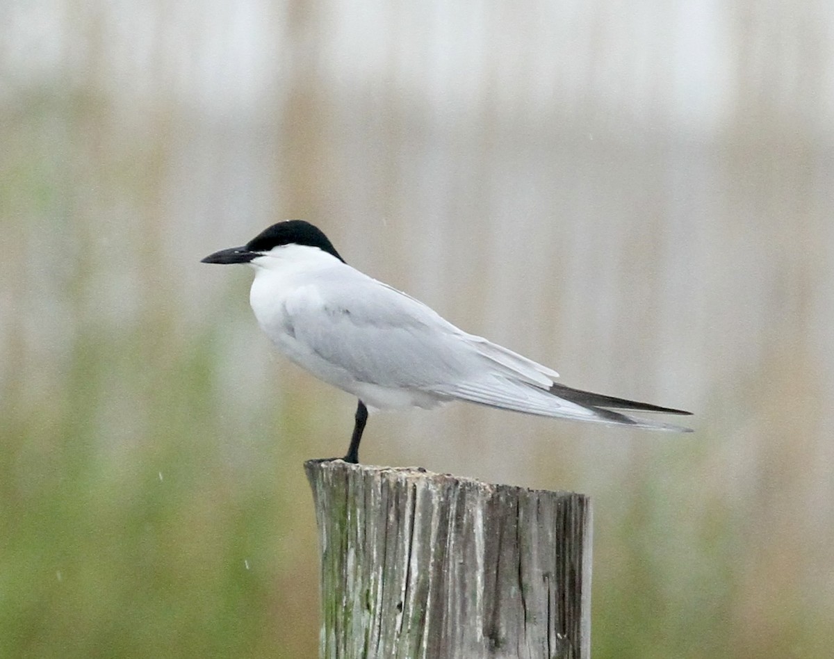 Gull-billed Tern - William Matthews