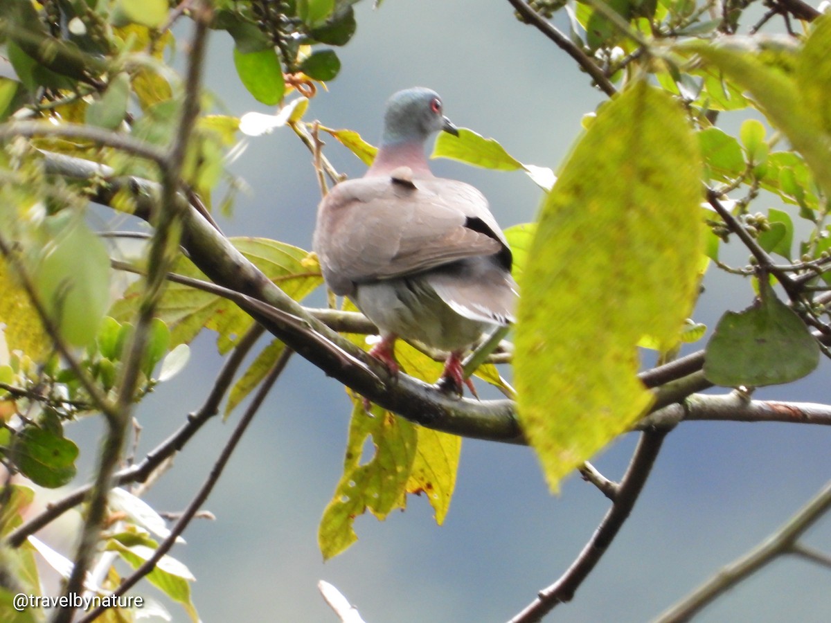 Pale-vented Pigeon - ML618992458