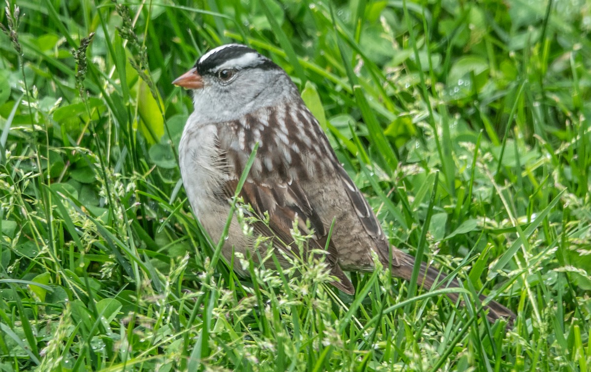 White-crowned Sparrow - Gale VerHague