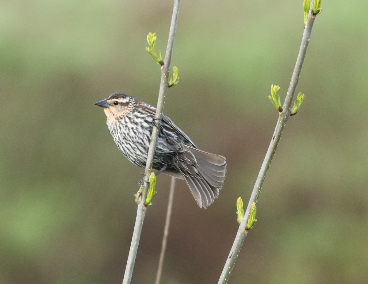 Red-winged Blackbird - Kennedy Sullivan