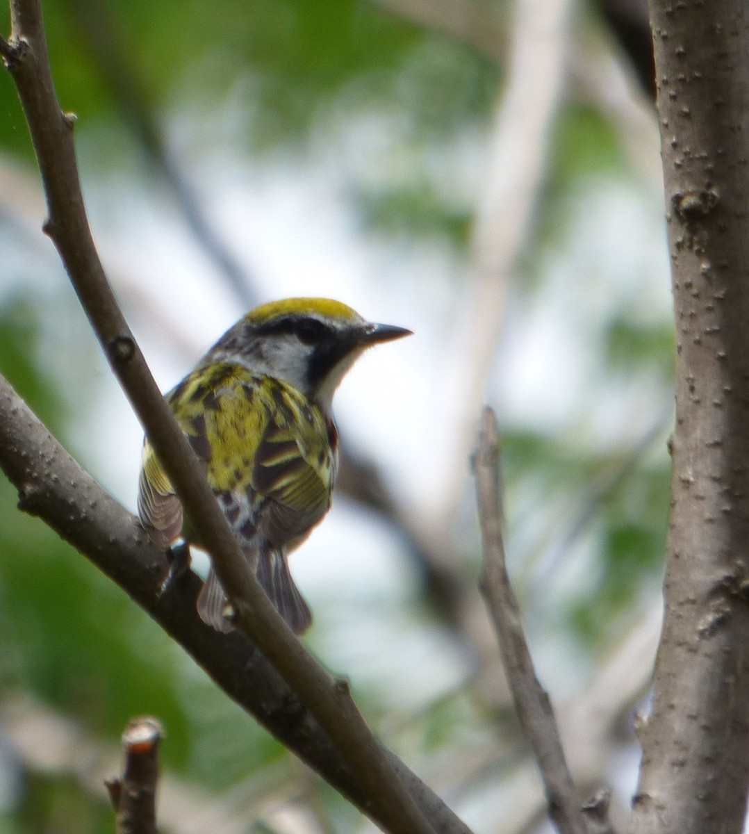 Chestnut-sided Warbler - Hazem Alkhan