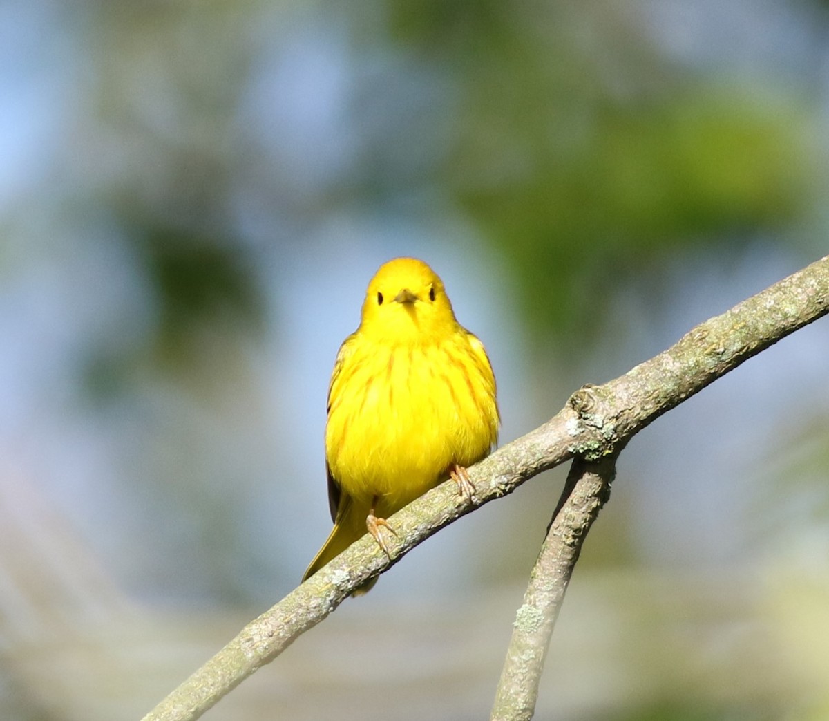 Yellow Warbler - Kennedy Sullivan
