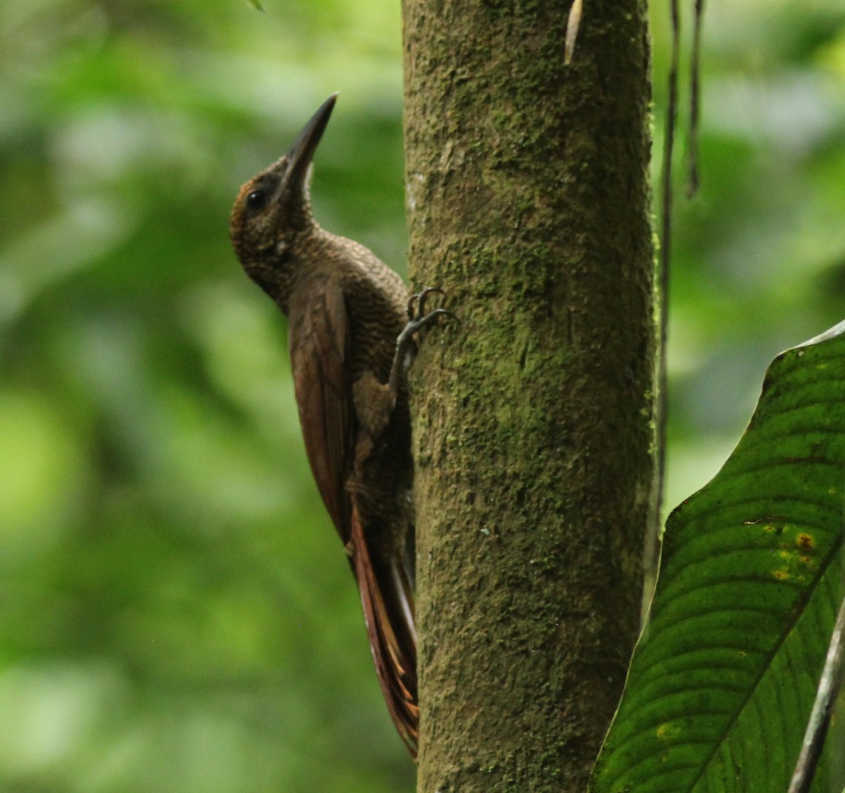 Northern Barred-Woodcreeper - David Segura