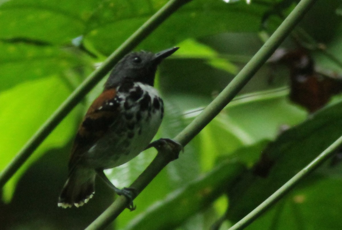 Spotted Antbird - ML618992557