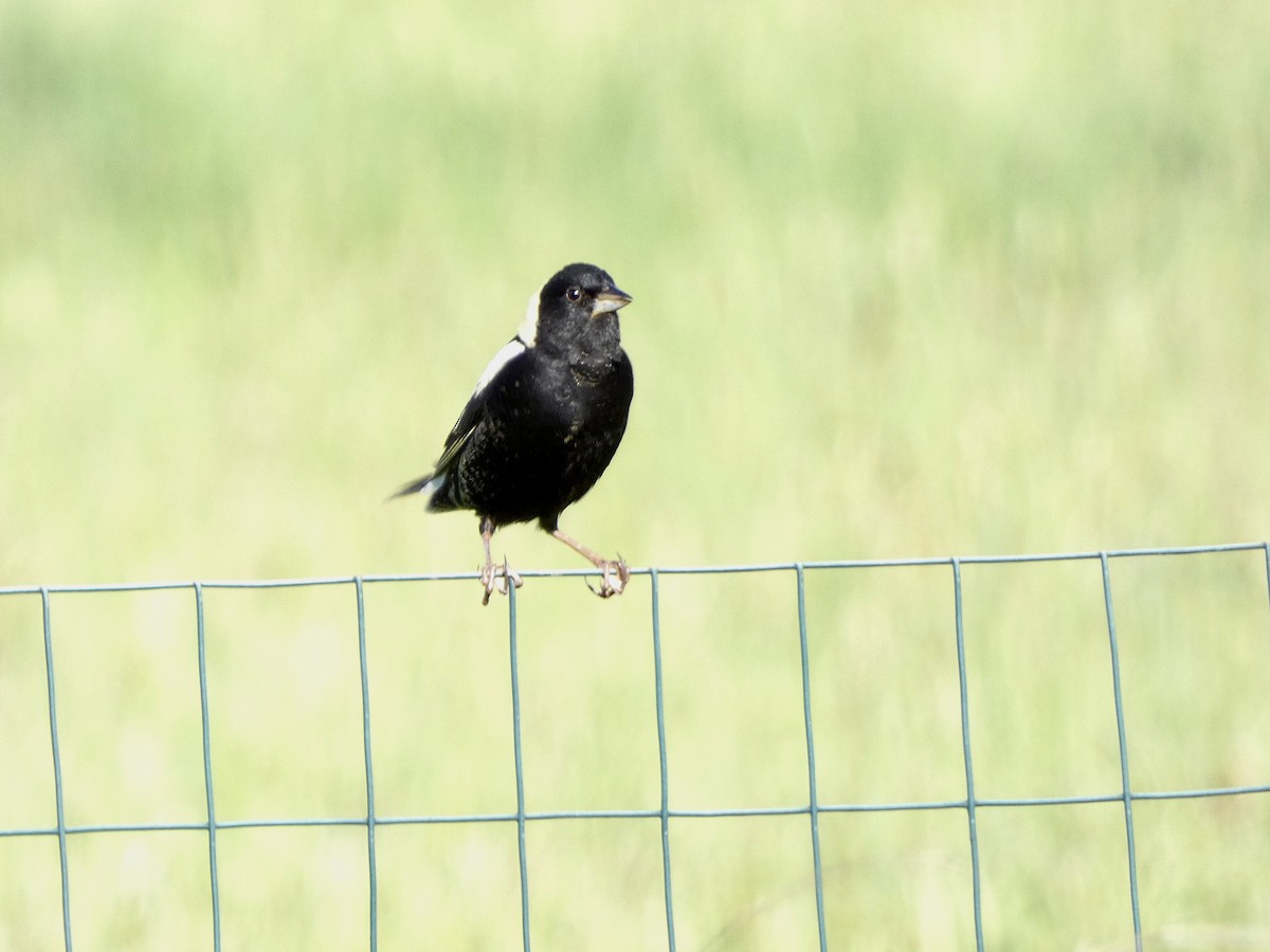 Bobolink - ML618992562