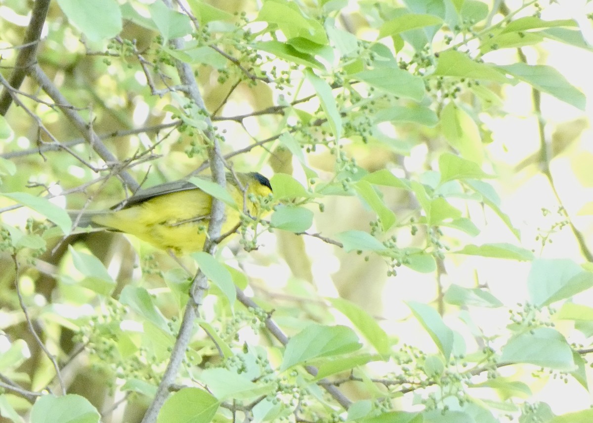 Wilson's Warbler - Keith Jaret Klein