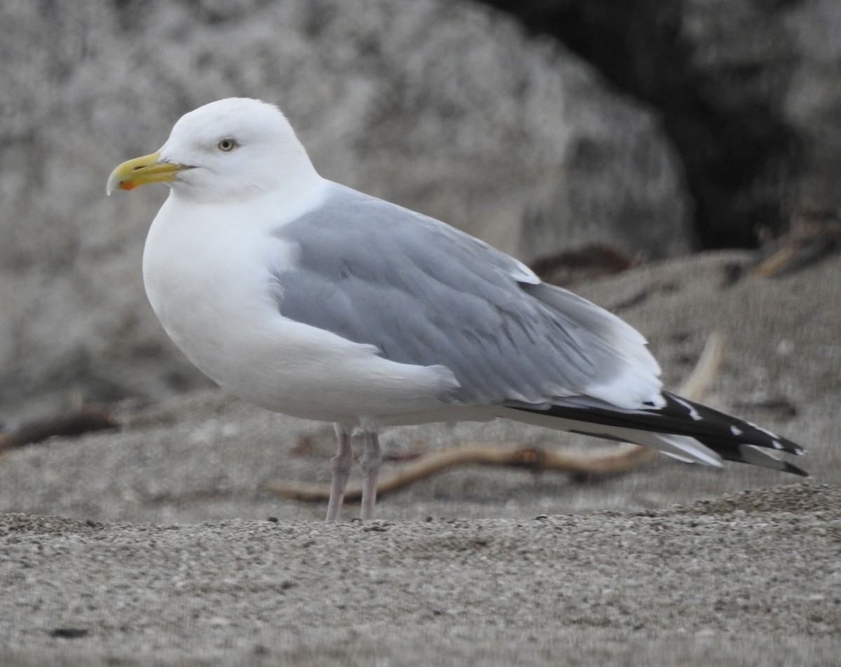 gråmåke (smithsonianus) (amerikagråmåke) - ML618992598