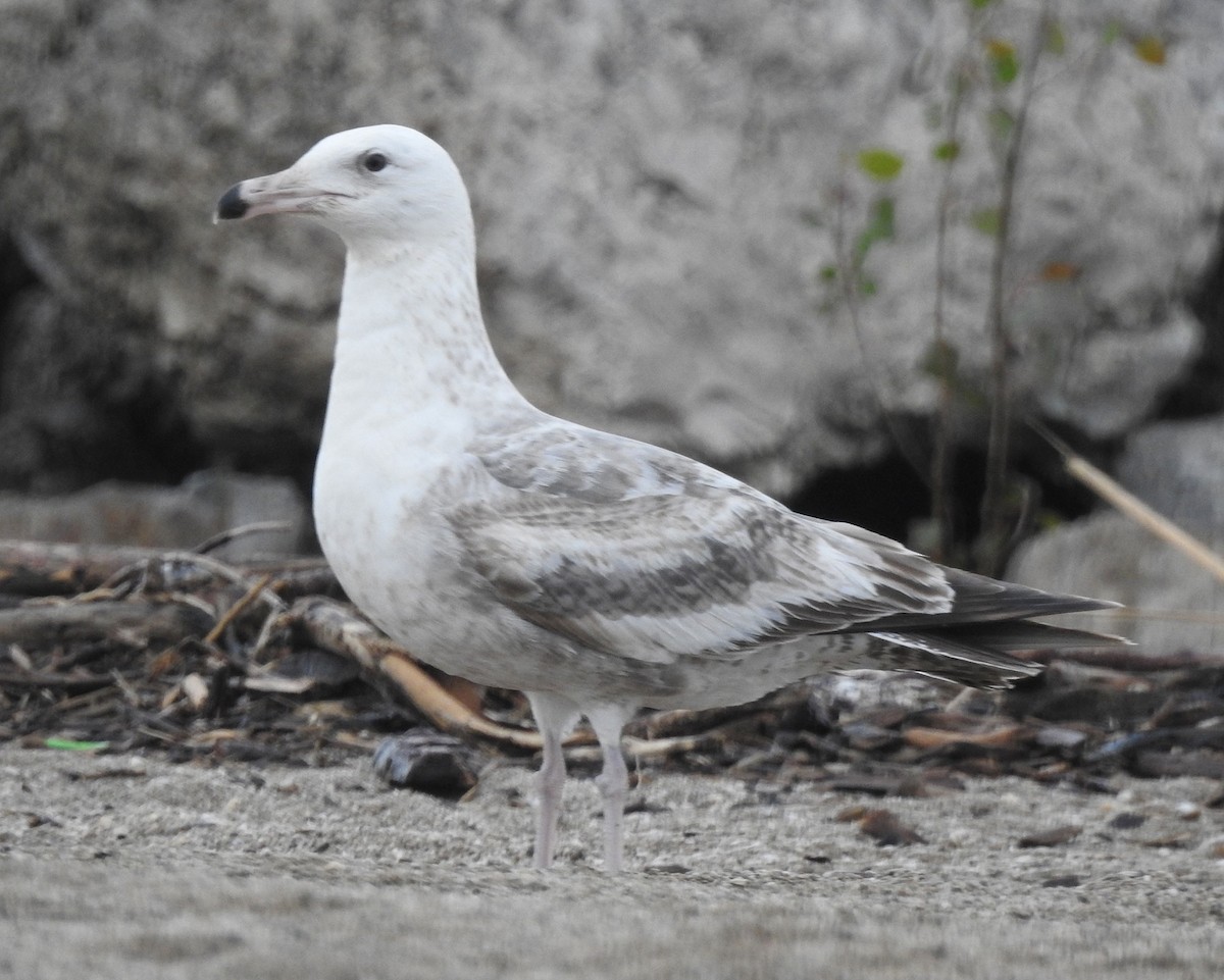 Gaviota Argéntea (americana) - ML618992599