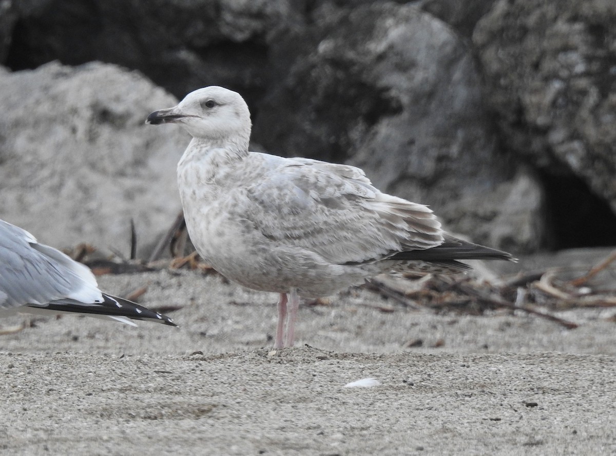 Herring Gull (American) - Andrew Birch