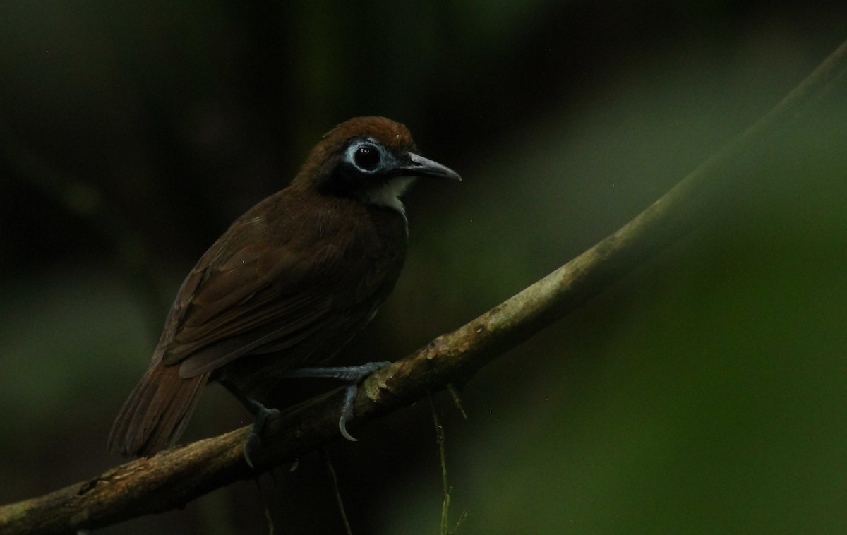 Bicolored Antbird - David Segura