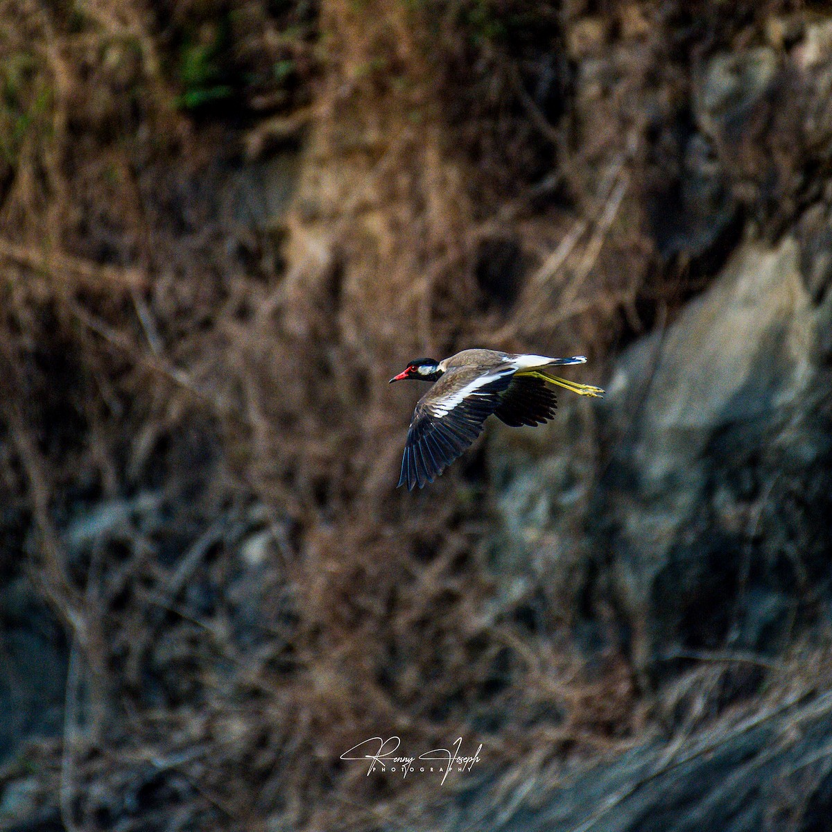 Red-wattled Lapwing - ML618992621