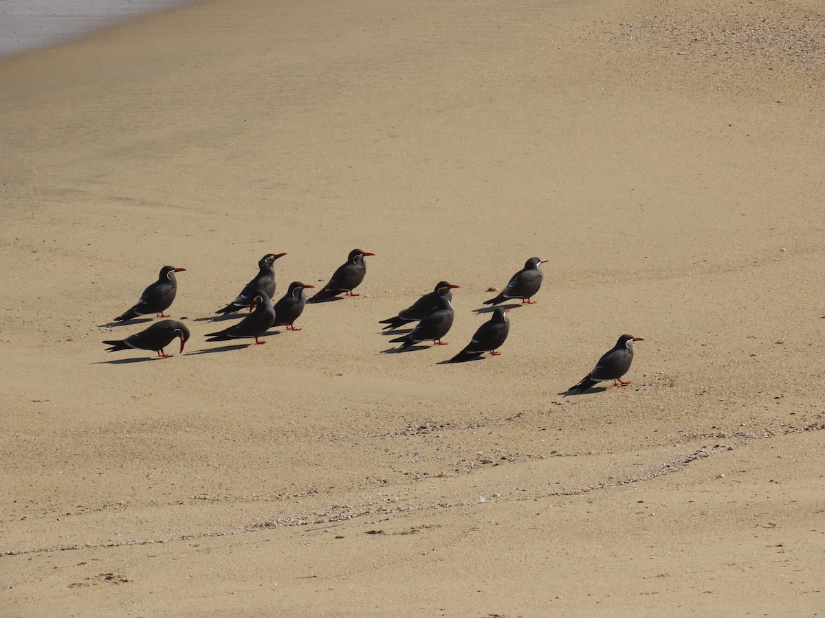 Inca Tern - Sara Harris