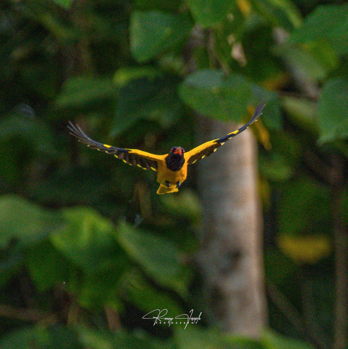 Black-hooded Oriole - Renny Joseph