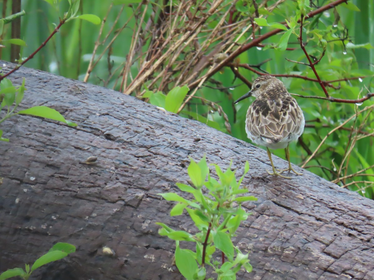 Least Sandpiper - Elizabeth Ferber