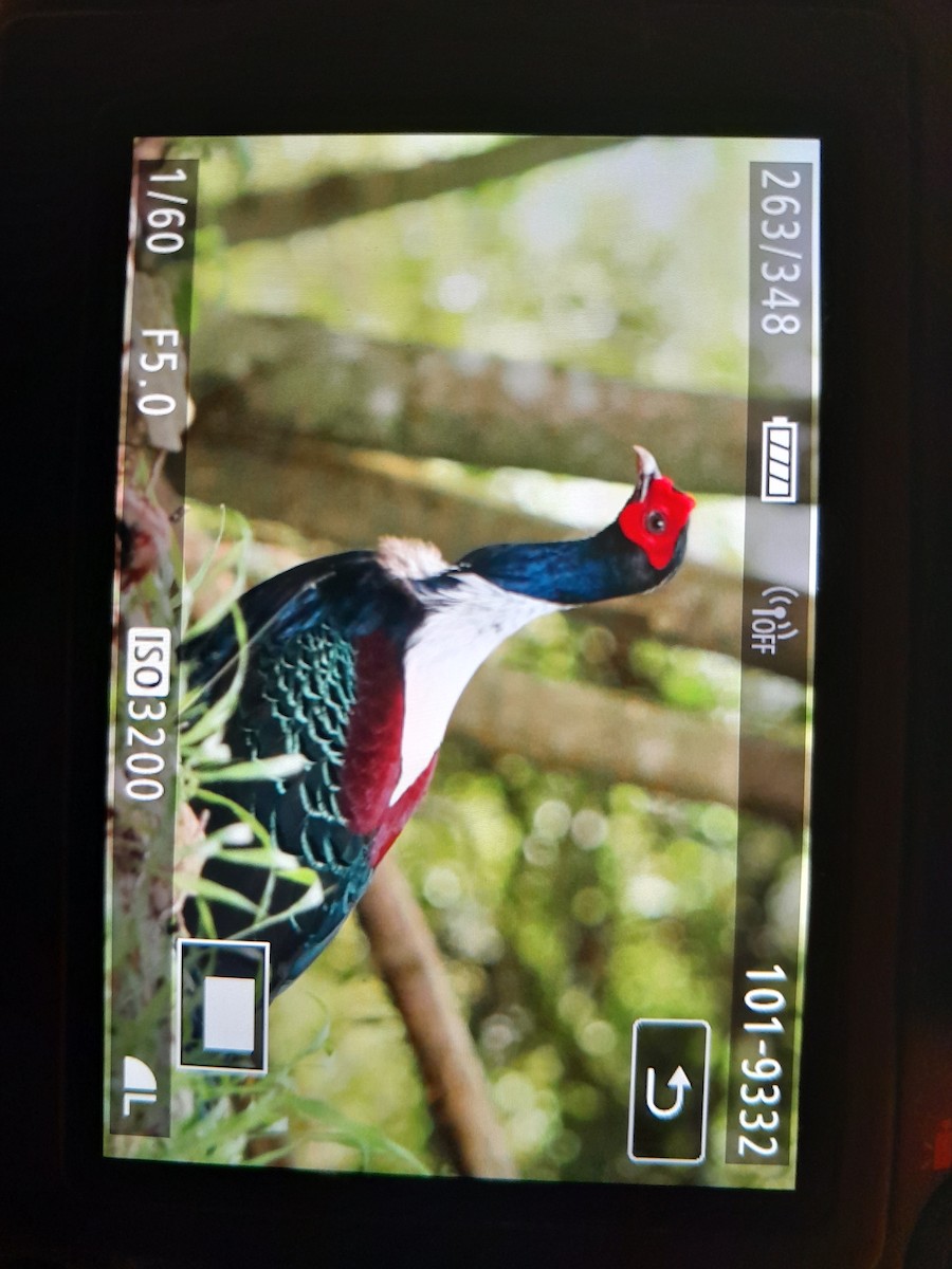 Swinhoe's Pheasant - ML618992650