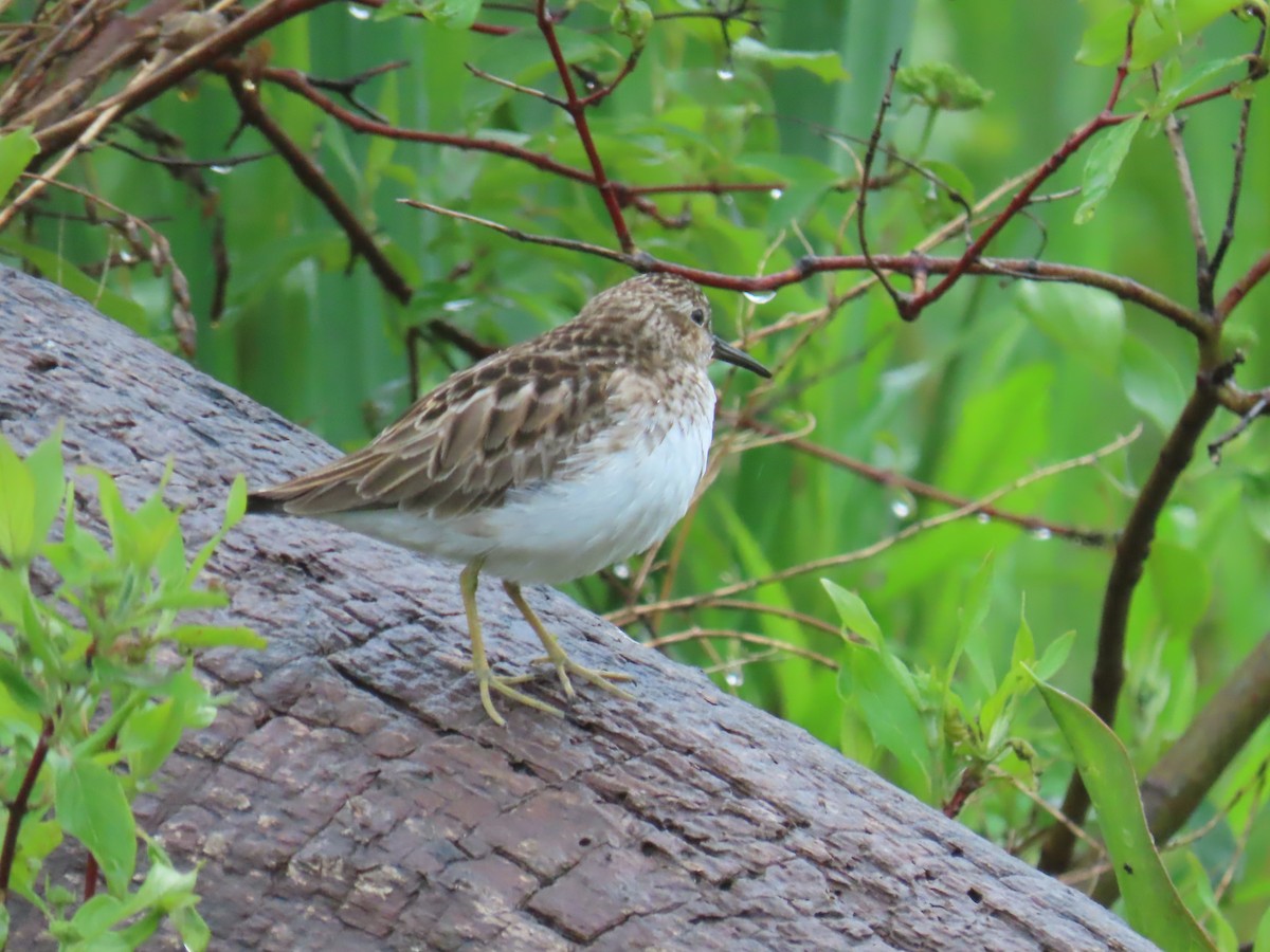 Least Sandpiper - ML618992656