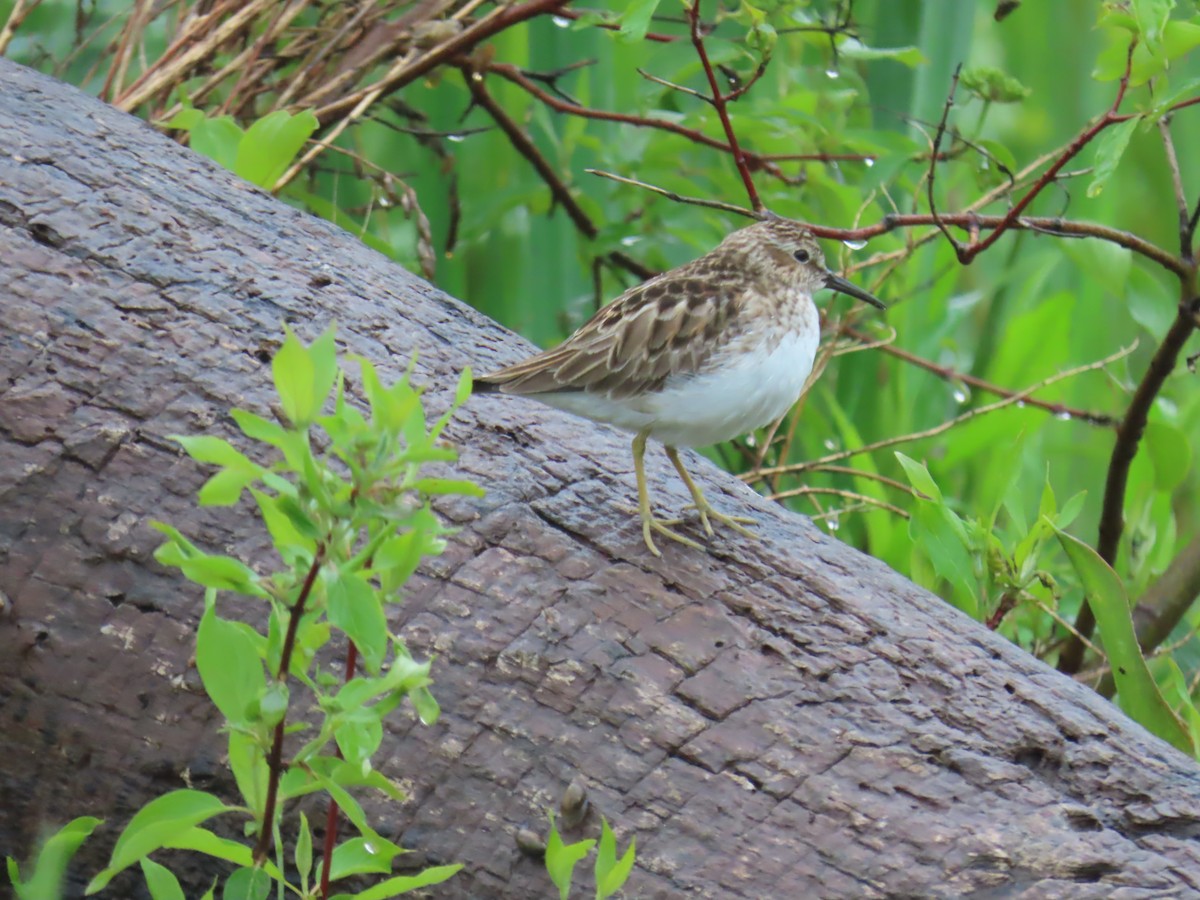 Least Sandpiper - ML618992658