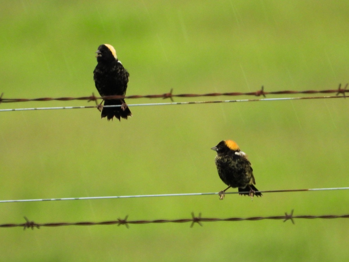 Bobolink - Haley Gottardo