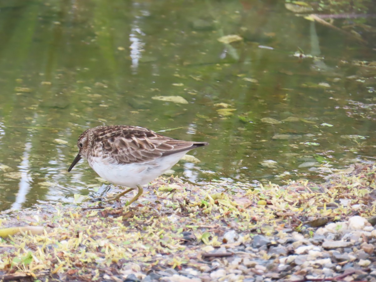 Least Sandpiper - ML618992667