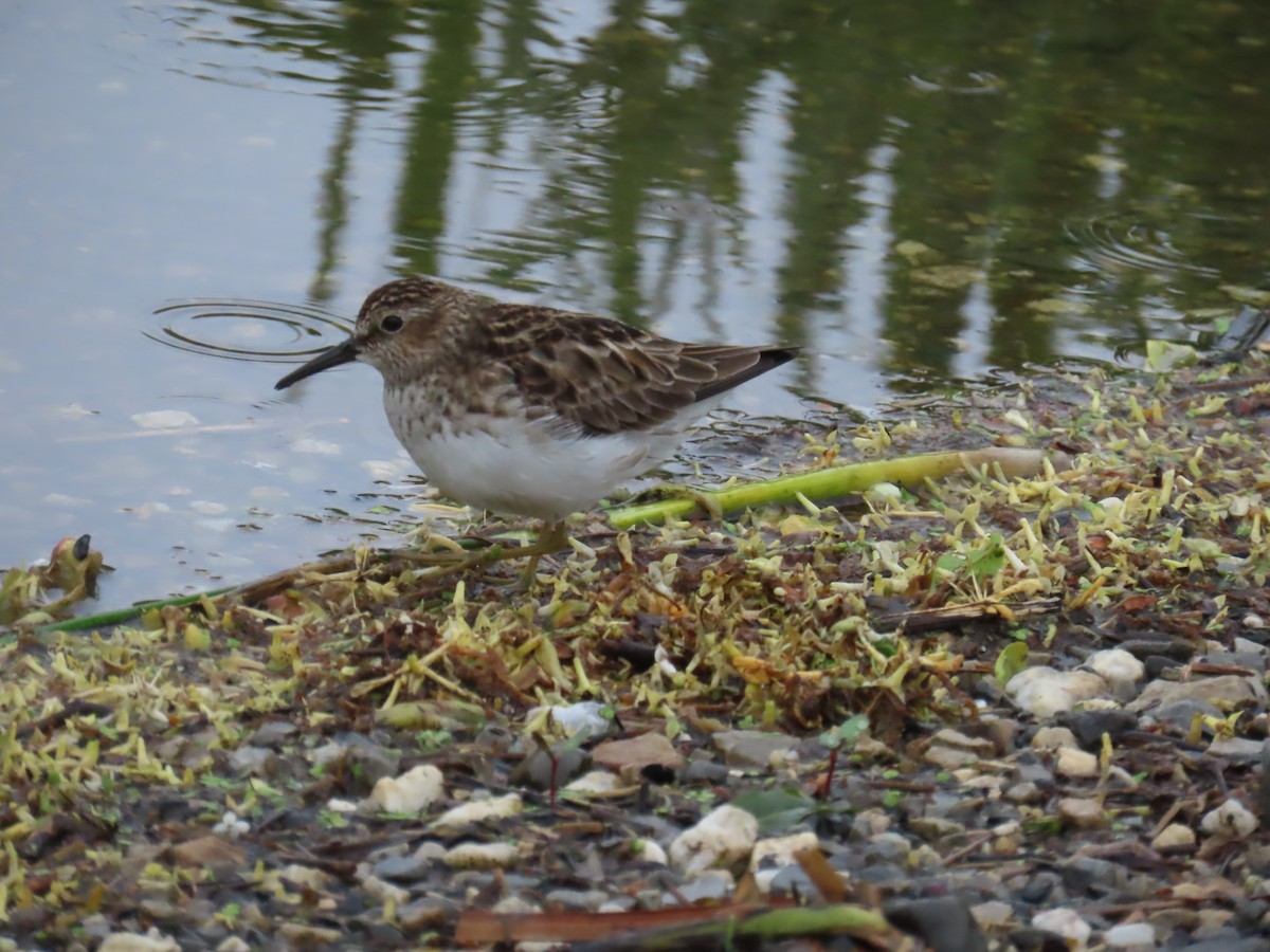 pygmésnipe - ML618992671