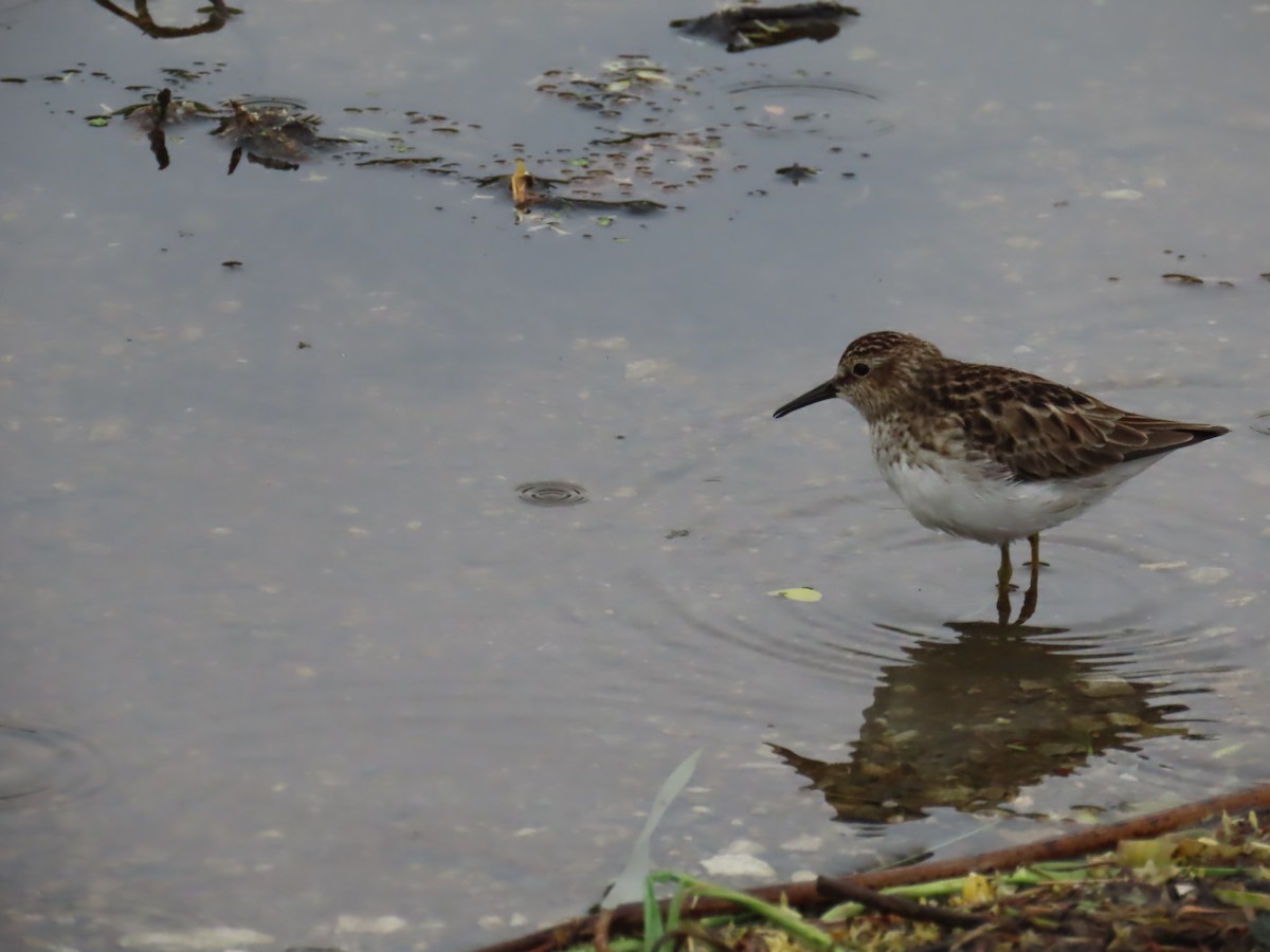 Least Sandpiper - ML618992678