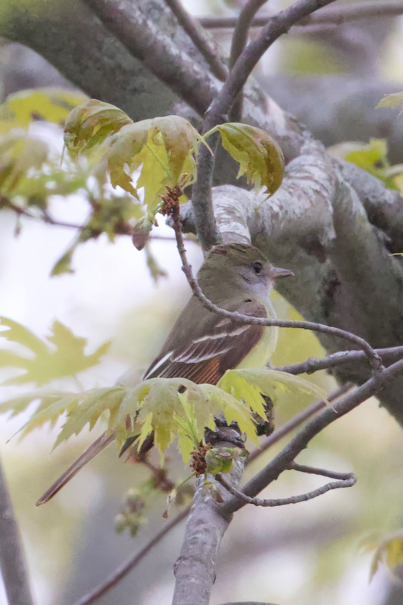 Great Crested Flycatcher - Mathias & Sharon Mutzl