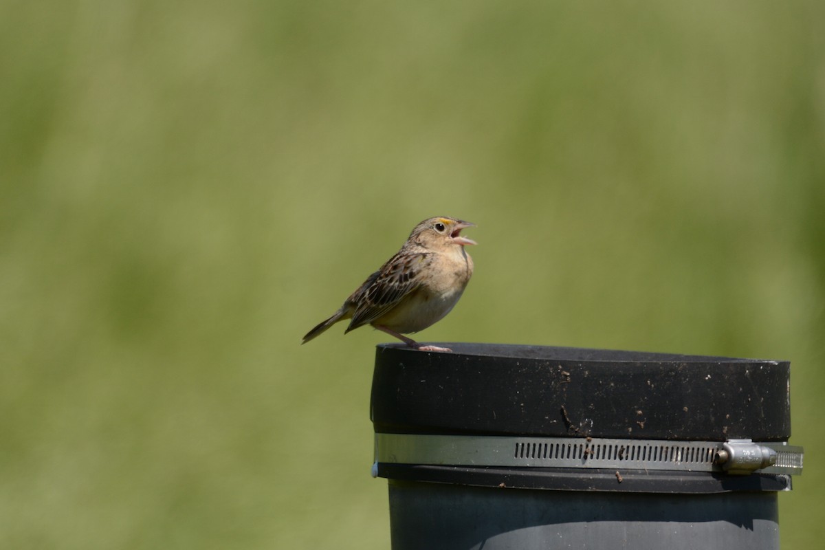 Grasshopper Sparrow - ML618992684