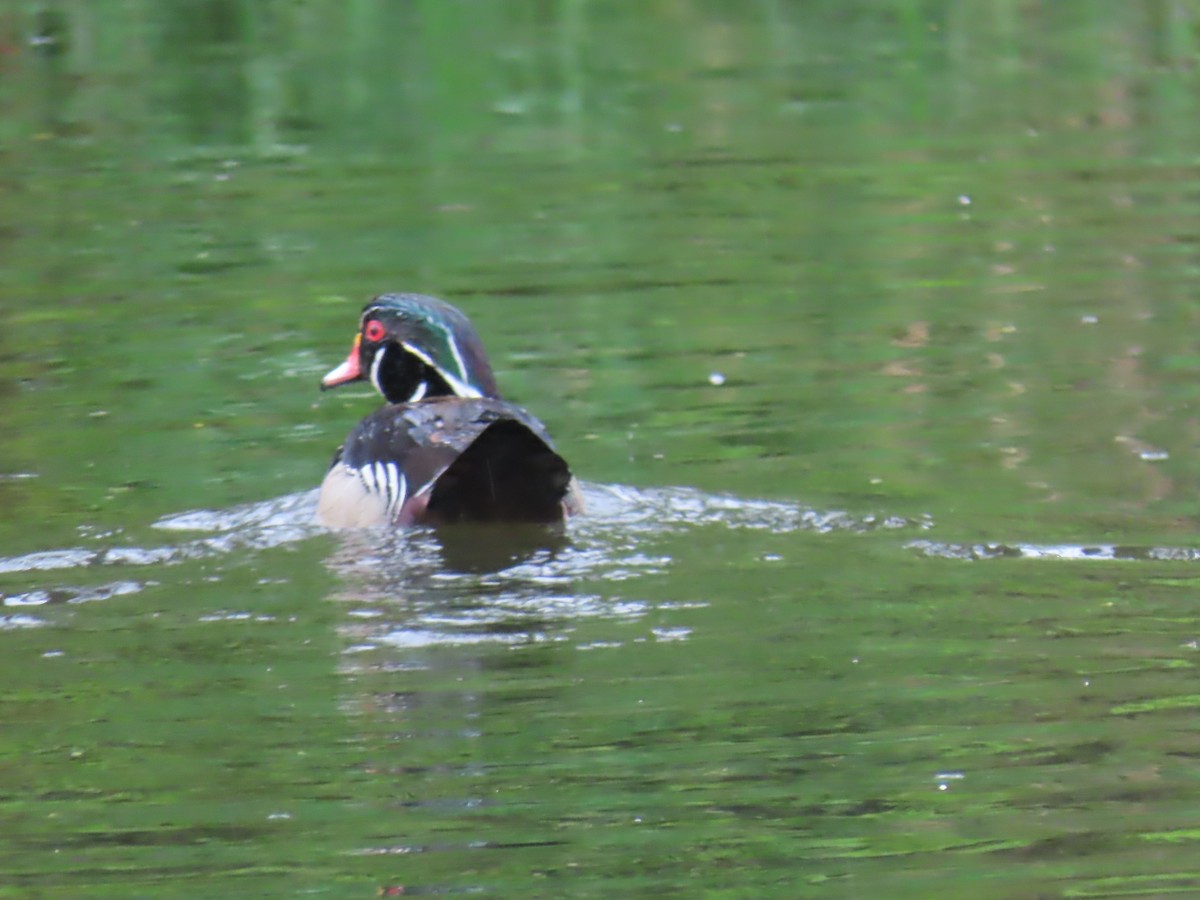 Wood Duck - ML618992687