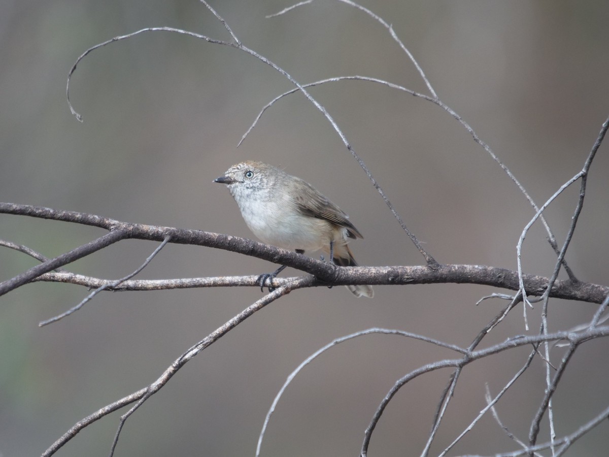 Chestnut-rumped Thornbill - Frank Coman