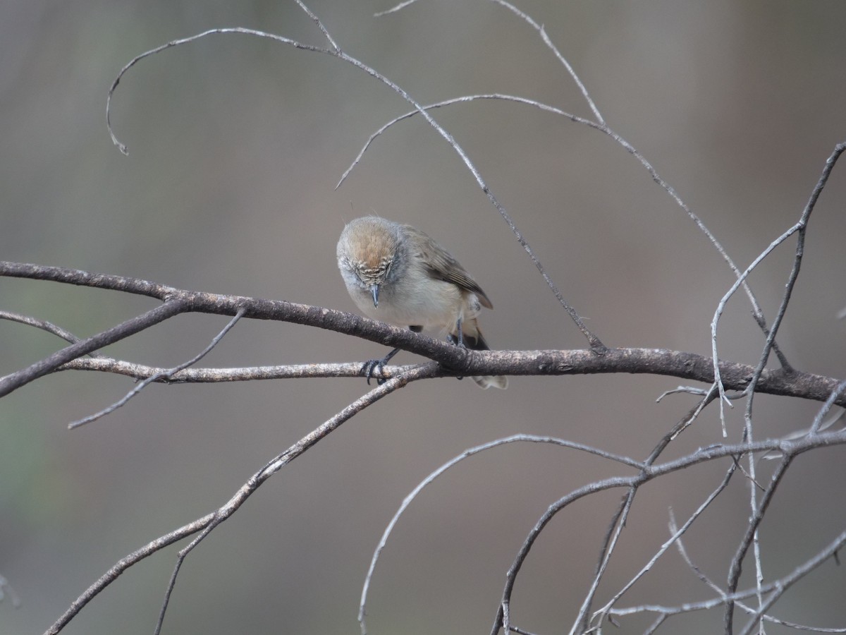 Chestnut-rumped Thornbill - Frank Coman