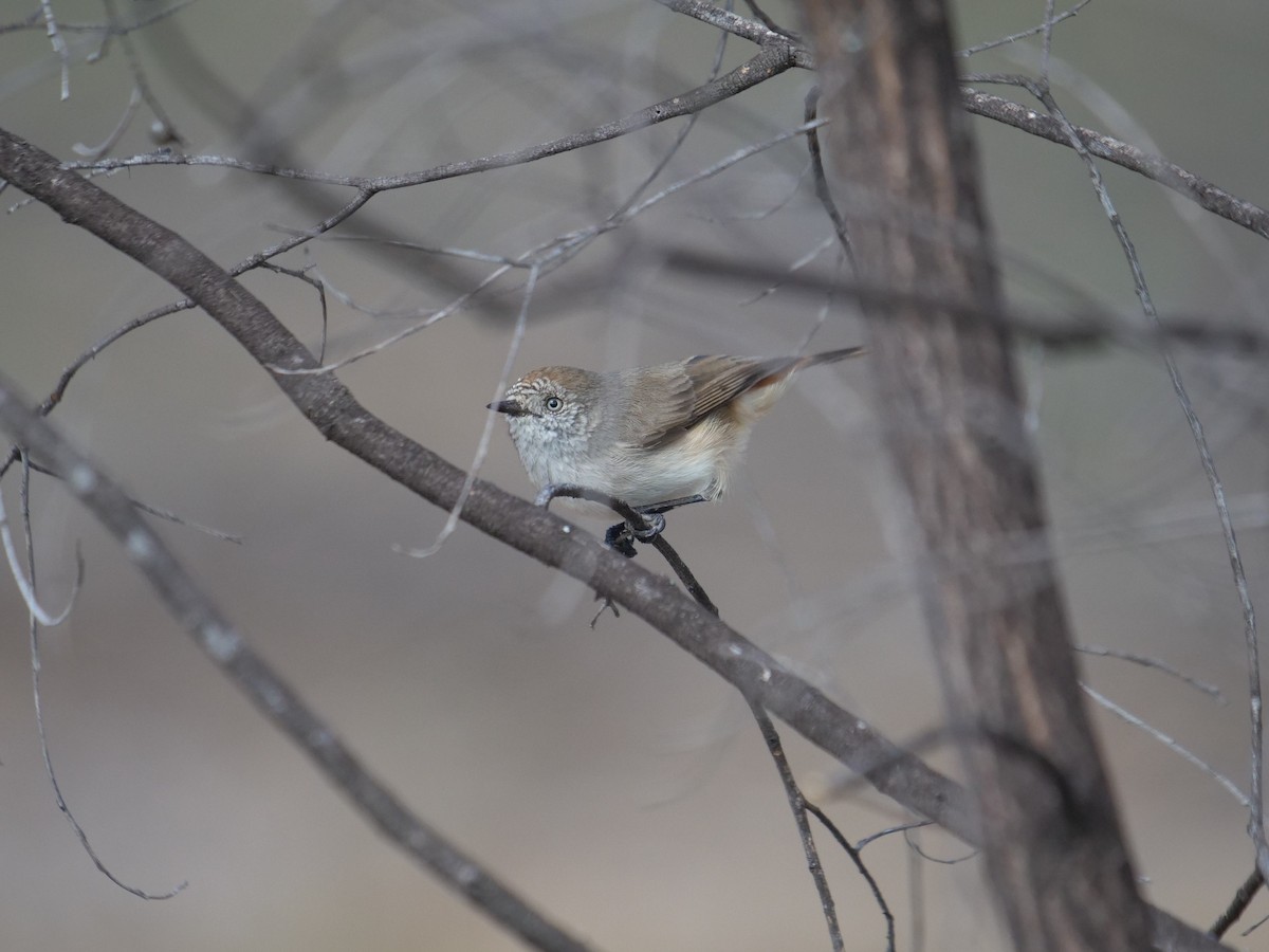 Chestnut-rumped Thornbill - ML618992695