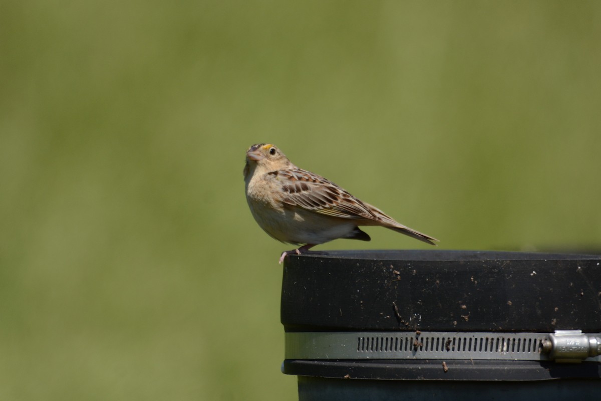 Grasshopper Sparrow - ML618992706