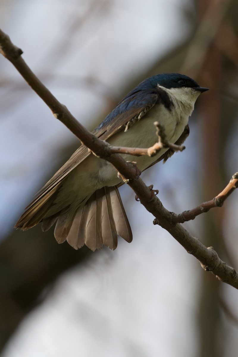 Tree Swallow - Mathias & Sharon Mutzl