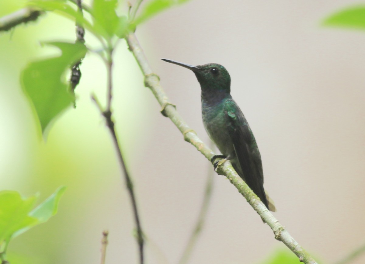 Blue-chested Hummingbird - David Segura