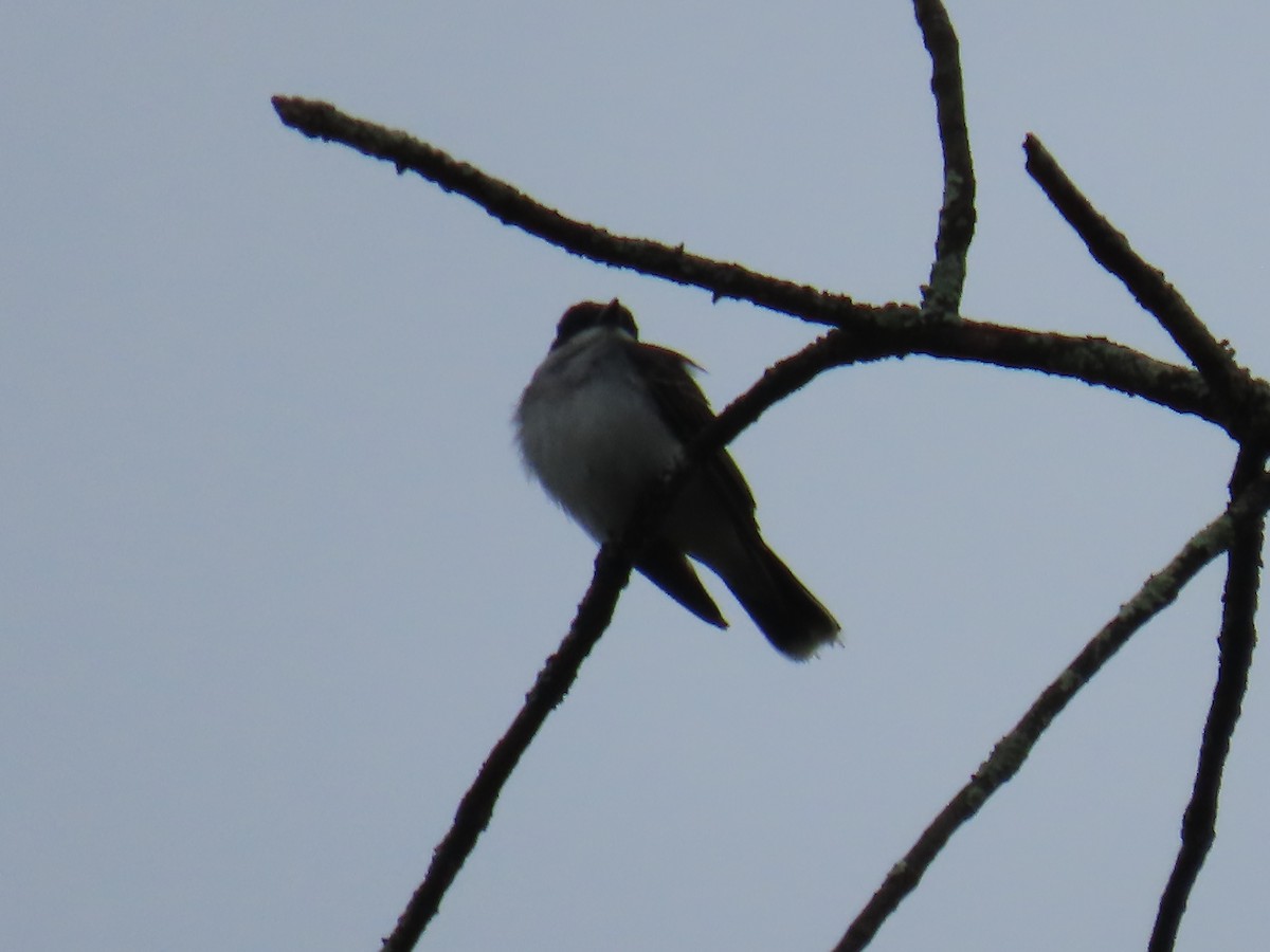 Eastern Kingbird - Elizabeth Ferber