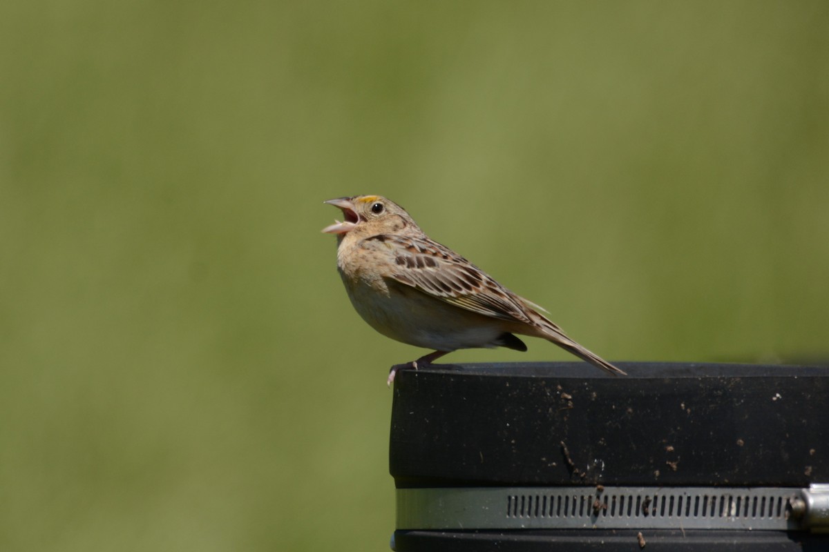 Grasshopper Sparrow - ML618992722